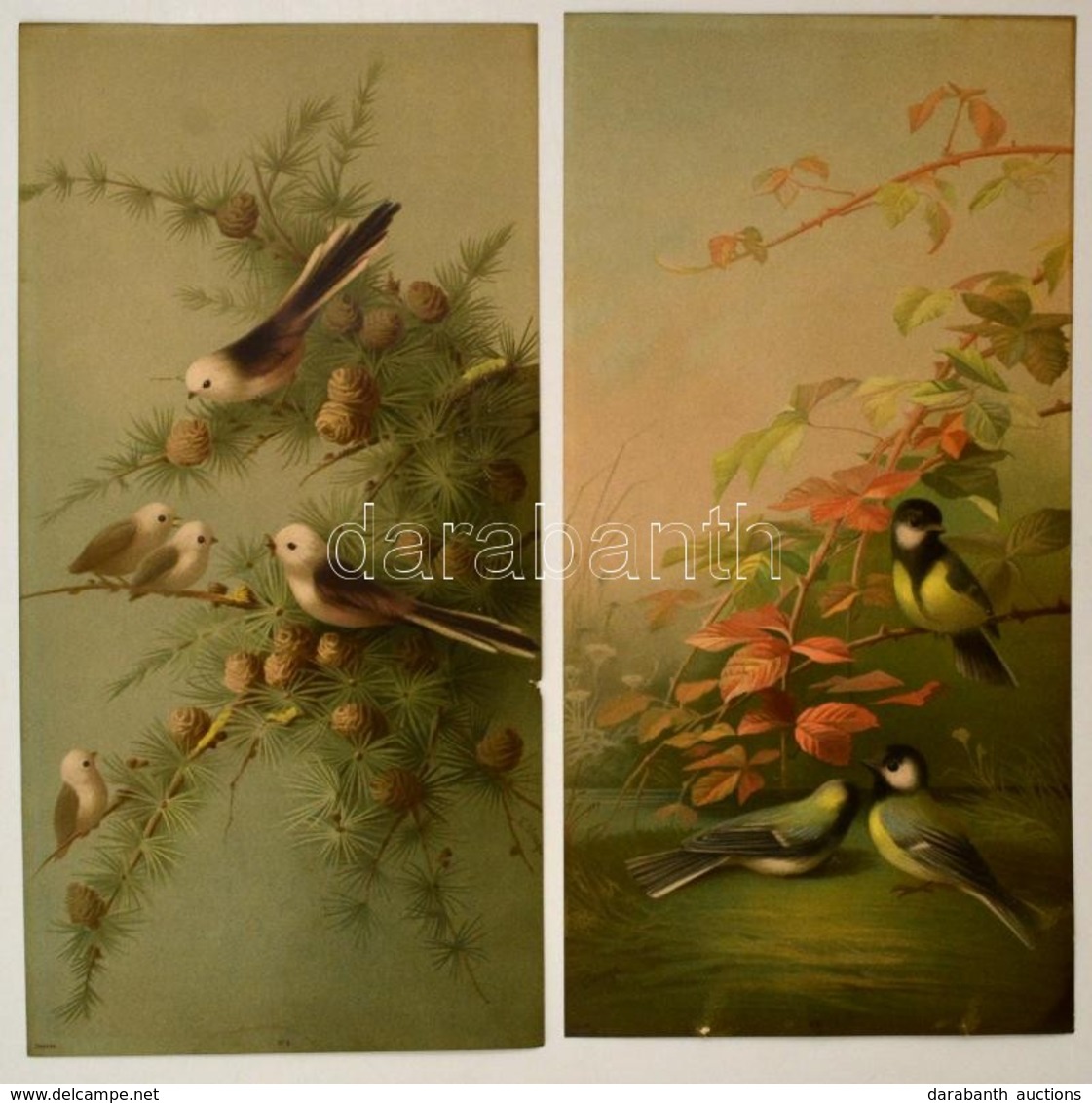 Cca 1900: Collection E Vouga. Két Nagyméretű Litografált Madár Kép / Birds 2 Large Litho Image  23x46 Cm - Unclassified