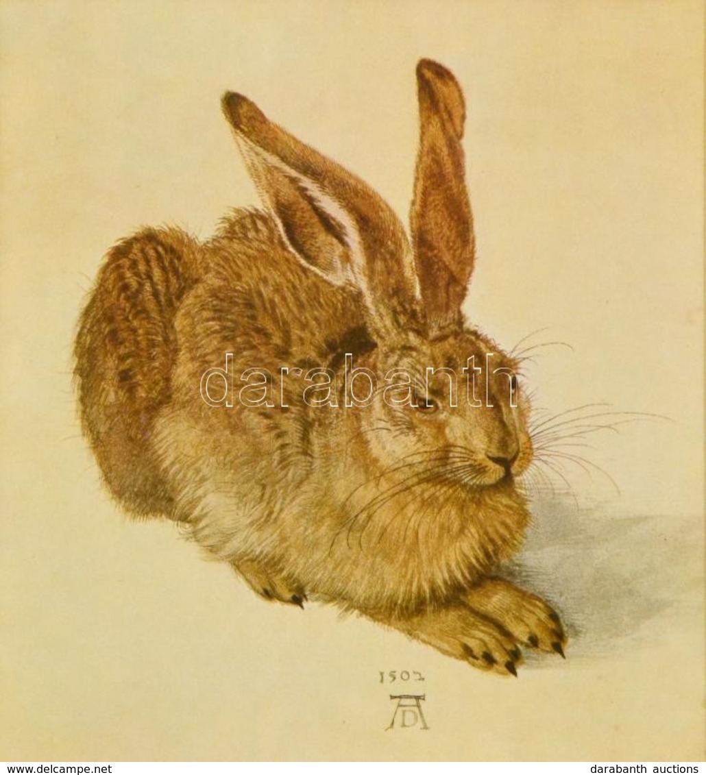 Reprint, Albrecht Dürer: Mezei Nyúl, Ofszet, üvegezett Keretben, 27×24 Cm - Unclassified