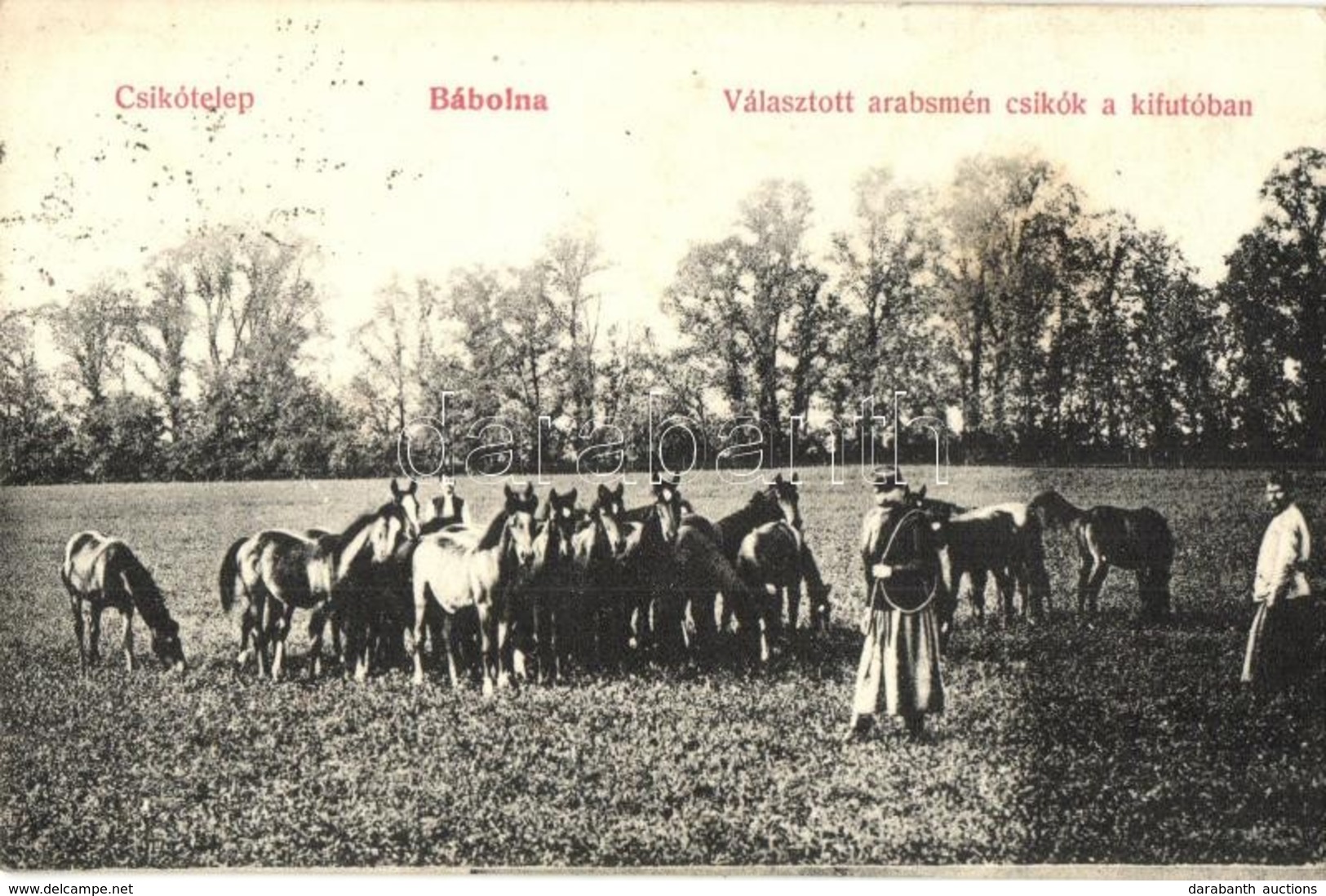 T2/T3 1908 Bábolna, Csikótelep, Választott Arabsmén Csikók A Kifutóban (EK) - Unclassified