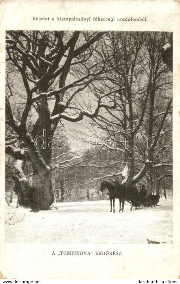 T3 Kistapolcsány, Topolcianky; Főhercegi Uradalom, Tompinova Erdőrész, Lószán Télen / Forest With Horse Sled In Winter ( - Ohne Zuordnung