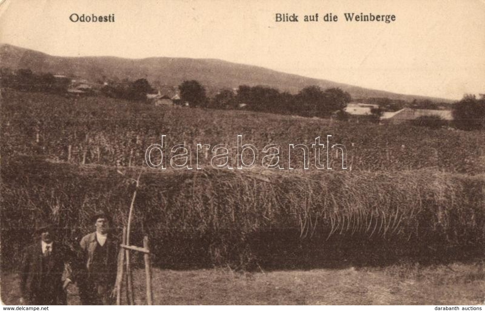 T2/T3 Odobesti, Blick Auf Die Weinberge / Vineyards, Grapes + Munitions Verladekomp Nr. 8. K.u.K. Feldpostamt 377 (EK) - Ohne Zuordnung
