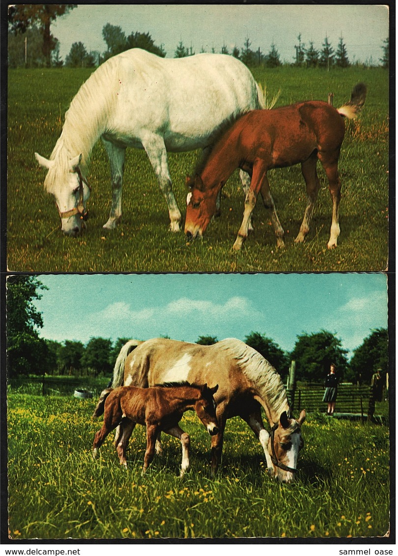 2 X Pferde Auf Der Wiese  -  Mit Fohlen -  Ansichtskarten  Ca. 1980   (9310) - Pferde