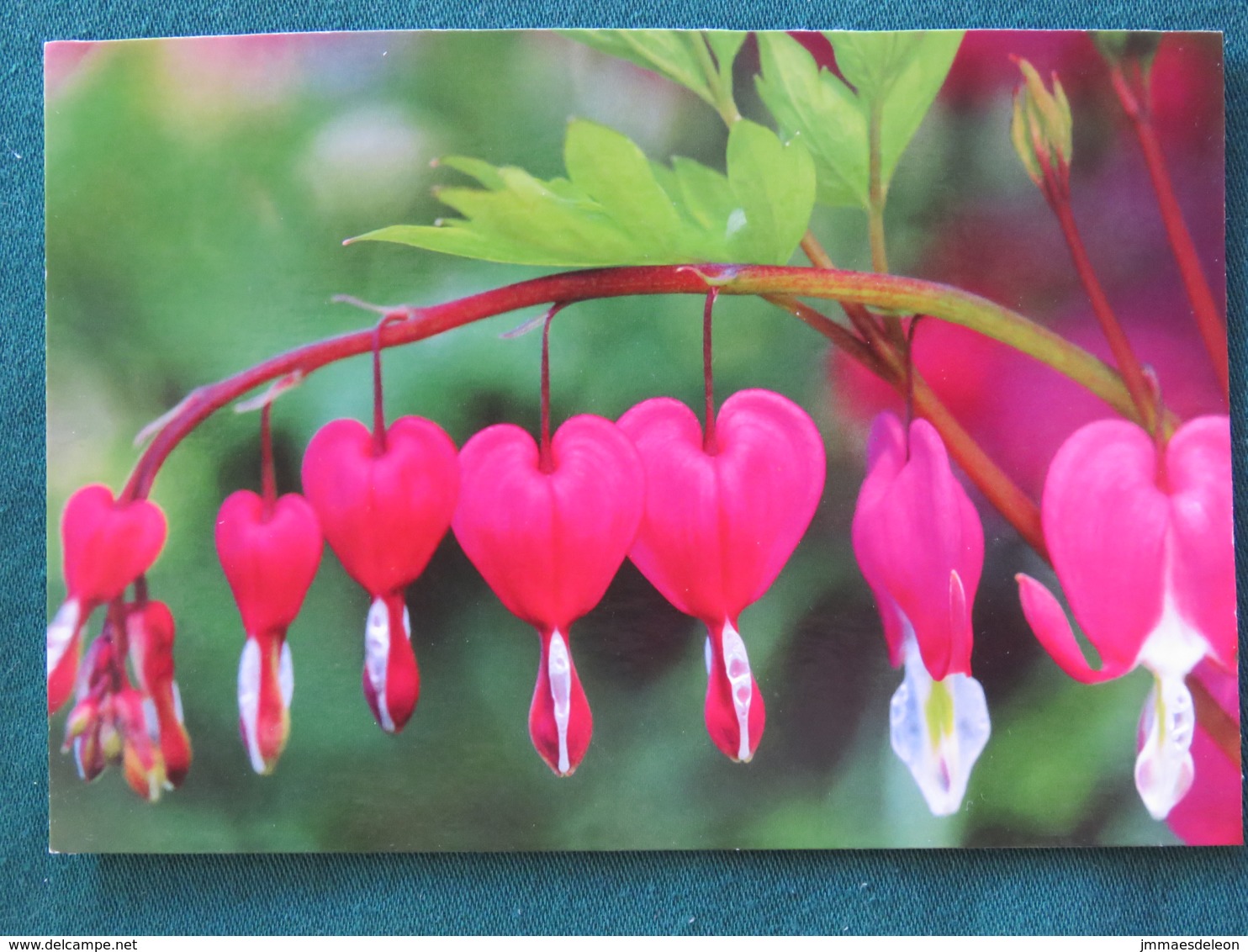 Argentina 2016 Postcard "flowers" To Nicaragua (inside Letter) - Argentine