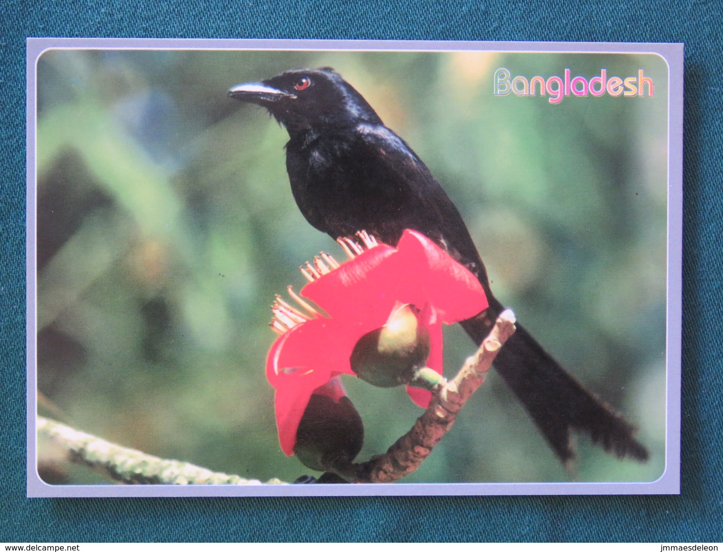 Bangladesh Postcard "bird" Unused - Bangladesh