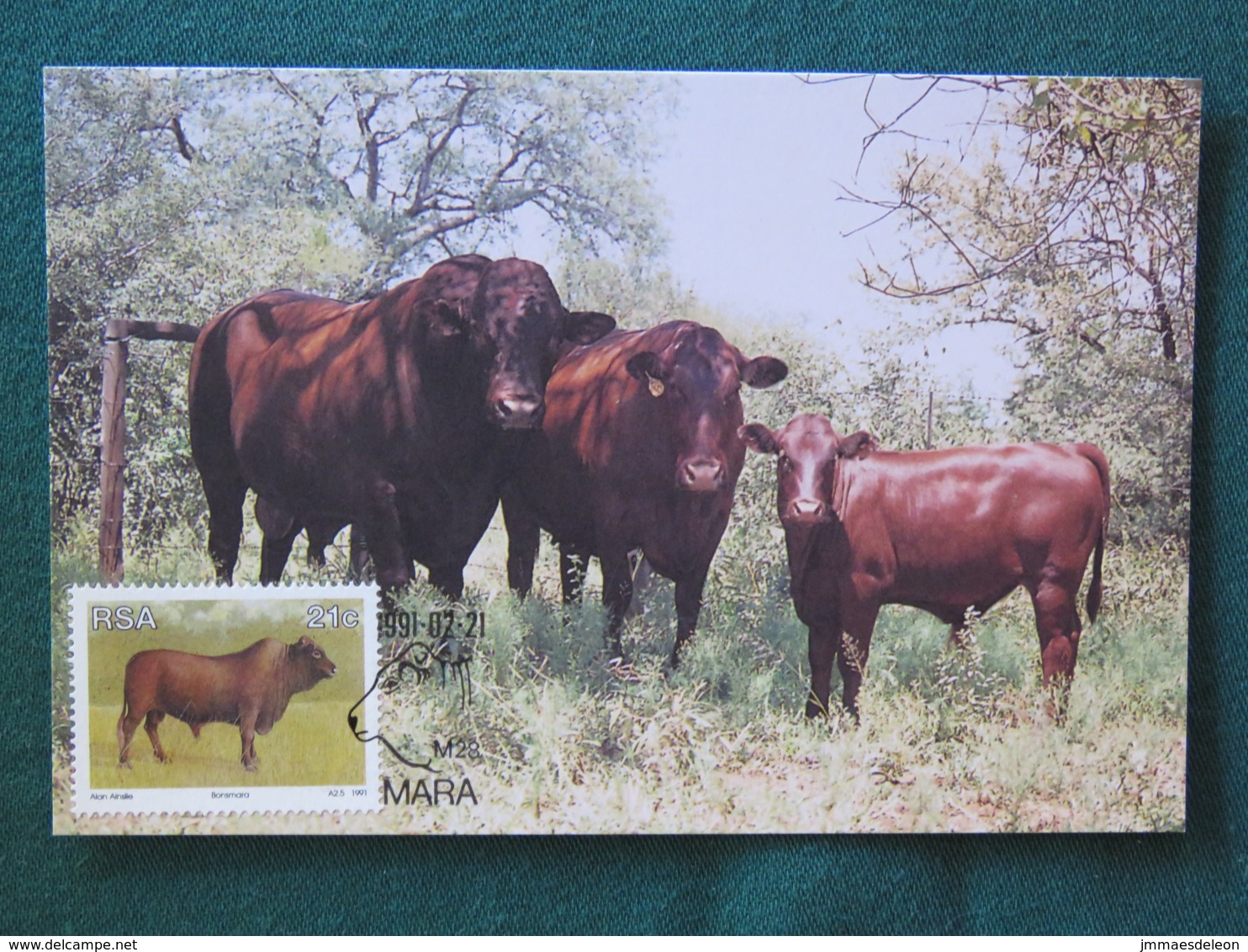 South Africa 1991 FDC Stationery Maxicard "cows - Bonsmara" - Afrique Du Sud
