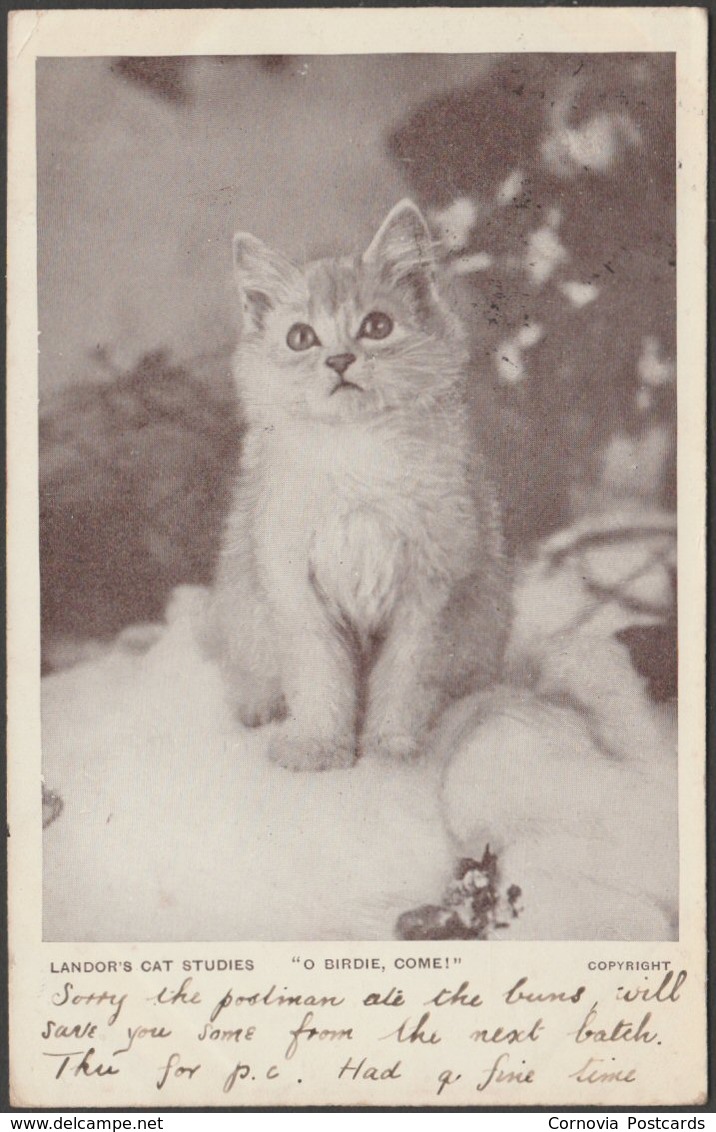 Kitten - O Birdie, Come!, 1903 - Landor's Cat Studies Postcard - Cats