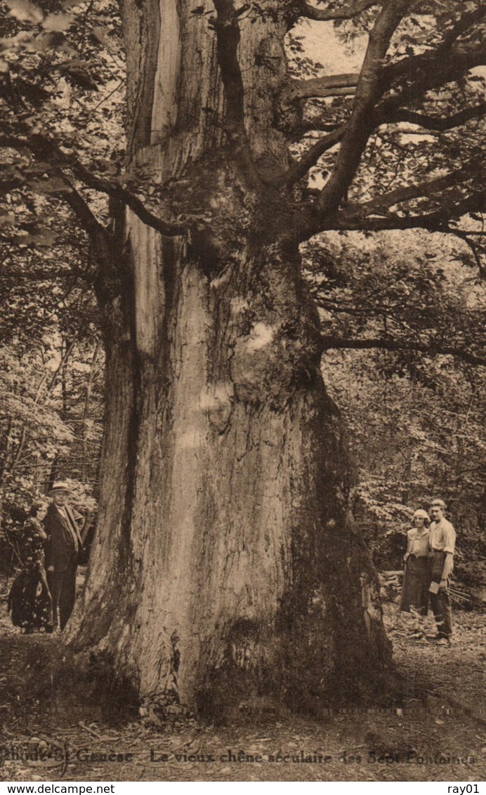 BELGIQUE - BRABANT-FLAMAND - RHODE-SAINT-GENESE - SINT-GENESIUS-RODE - Le Vieux Chêne Des Sept-Fontaines. - St-Genesius-Rode