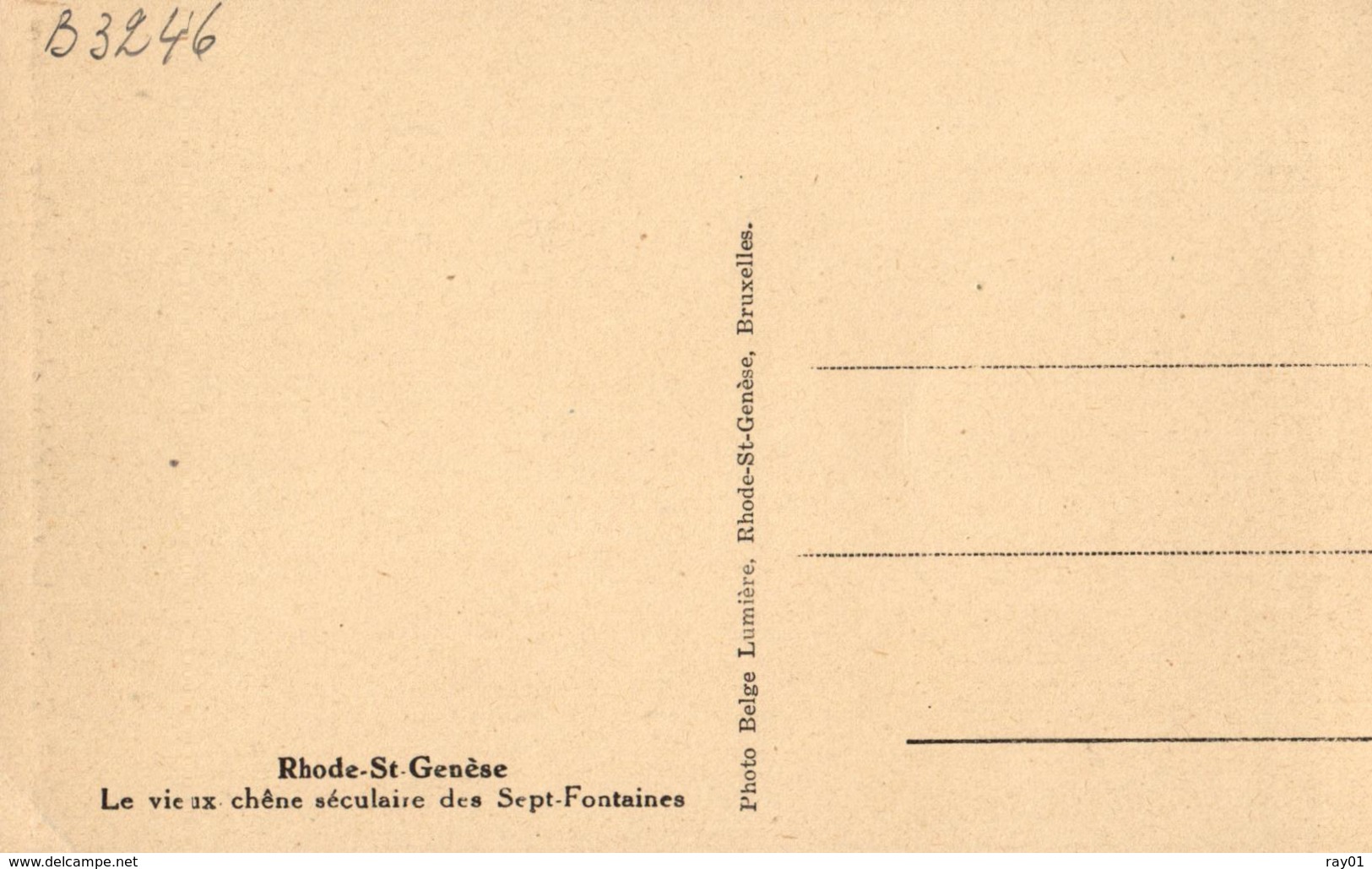 BELGIQUE - BRABANT-FLAMAND - RHODE-SAINT-GENESE - SINT-GENESIUS-RODE - Le Vieux Chêne Des Sept-Fontaines. - Rhode-St-Genèse - St-Genesius-Rode