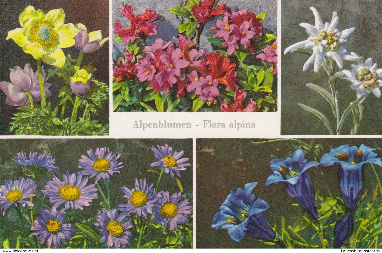 Postcard Alpenblumen Flora Alpina Edelweiss Alpenaster Enzian Flowers My Ref  B12639 - Flowers