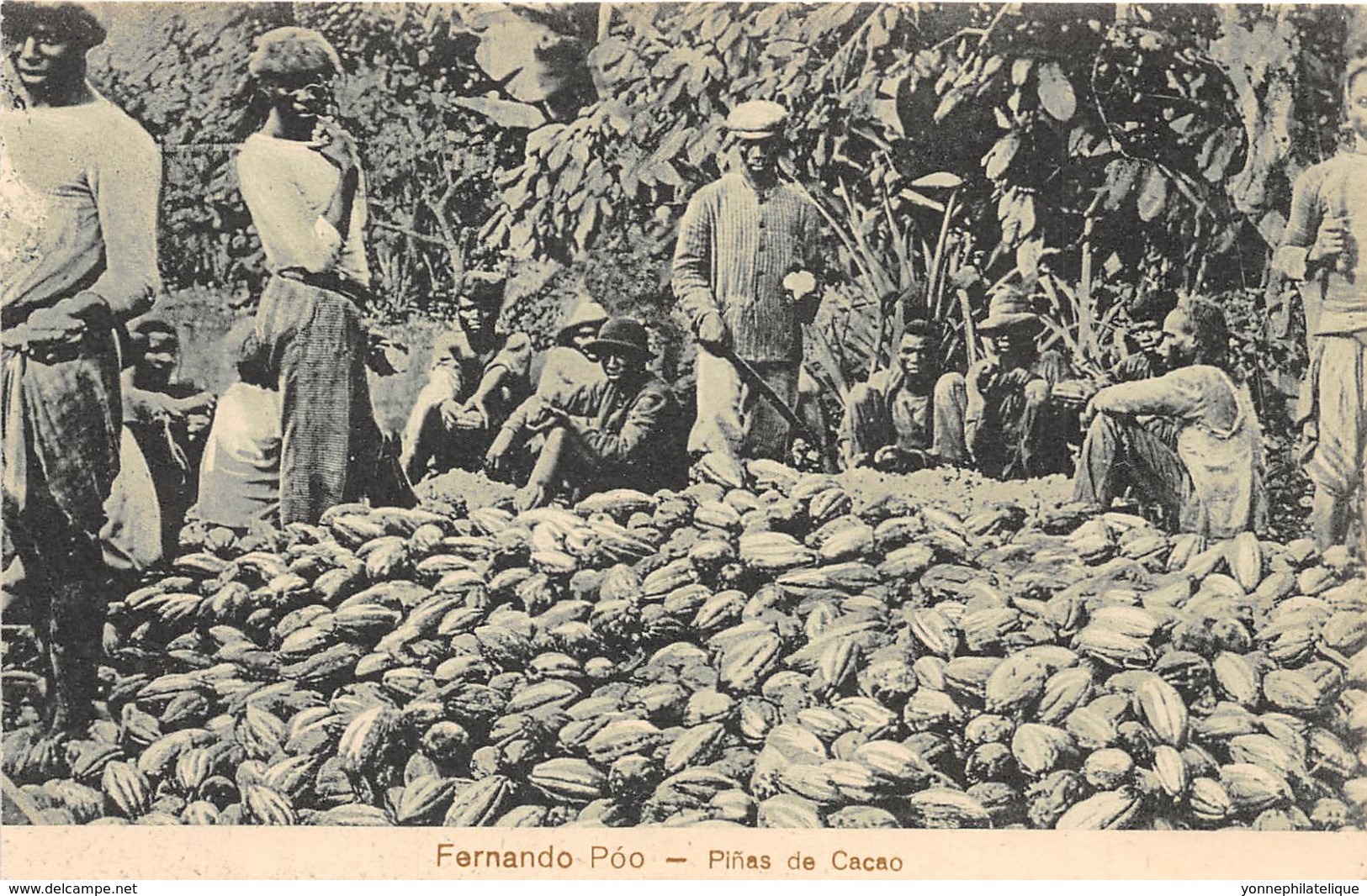 Guinée Espagnole / 03 - Fernando Po - Pinas De Cacao - Guinée