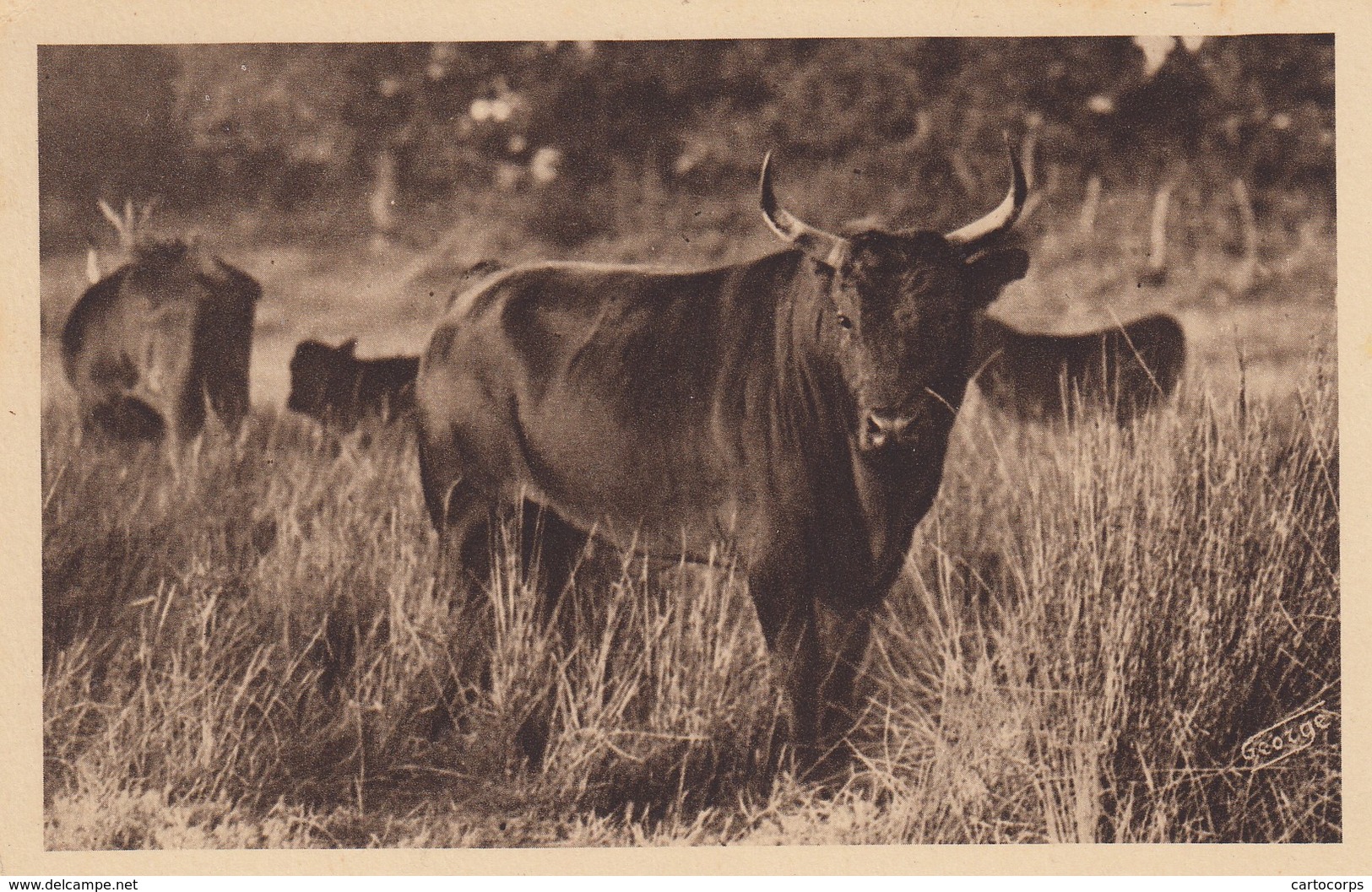 13 - Bouches-du-Rhône - En Camargue - " Lou Mamaï " Redoutable " Cocardier " De La Manade Aubert Frères Du Petit -badon - Autres & Non Classés