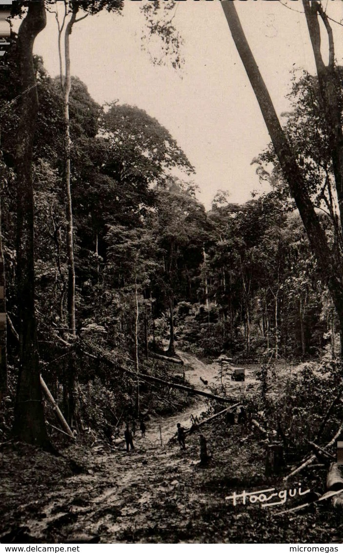 OUBANGUI-CHARI - La Forêt - Centrafricaine (République)