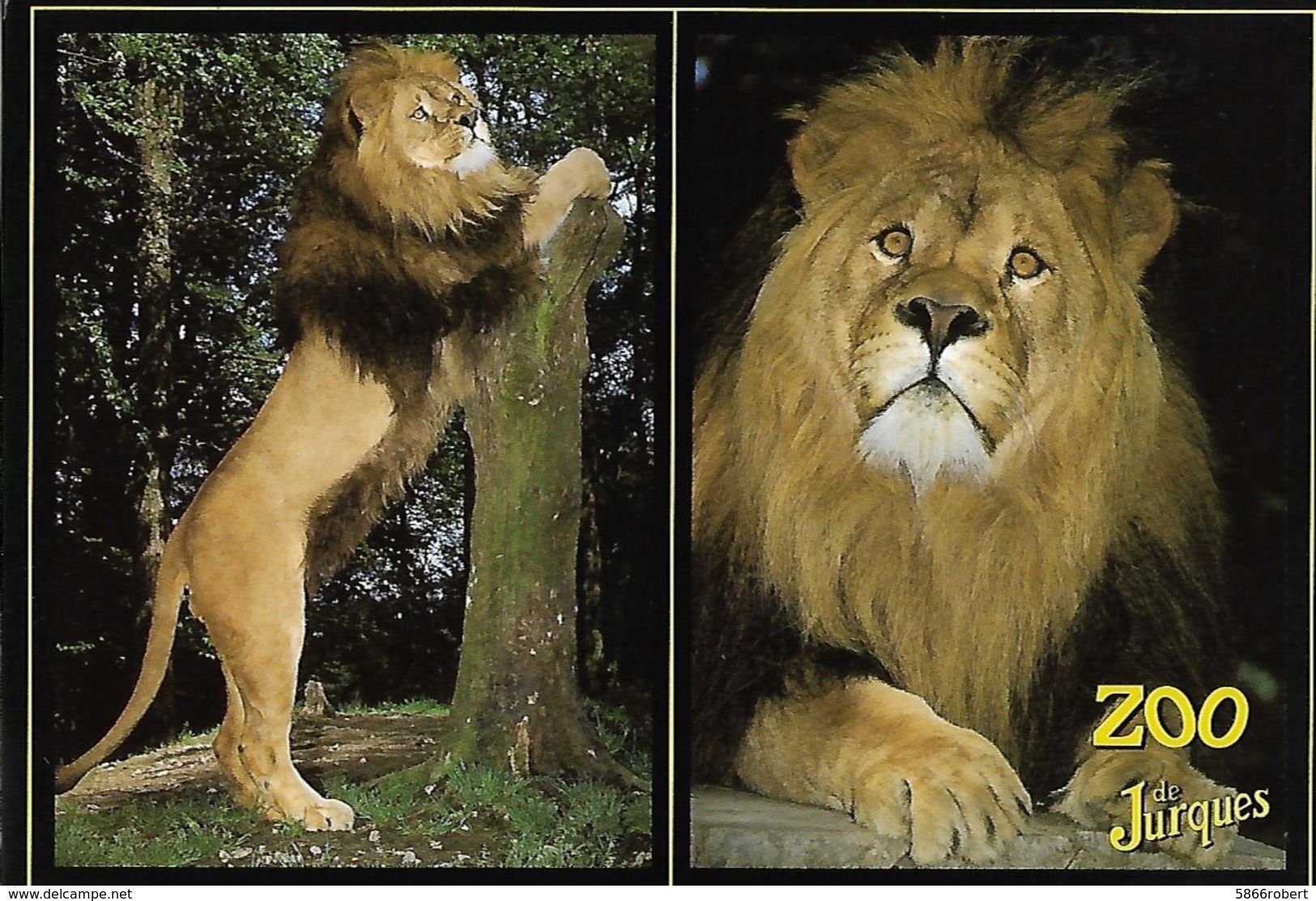 CARTE POSTALE ORIGINALE DE 1995 : LES LIONS DU ZOO DE JURQUES  CALVADOS (14) - Lions