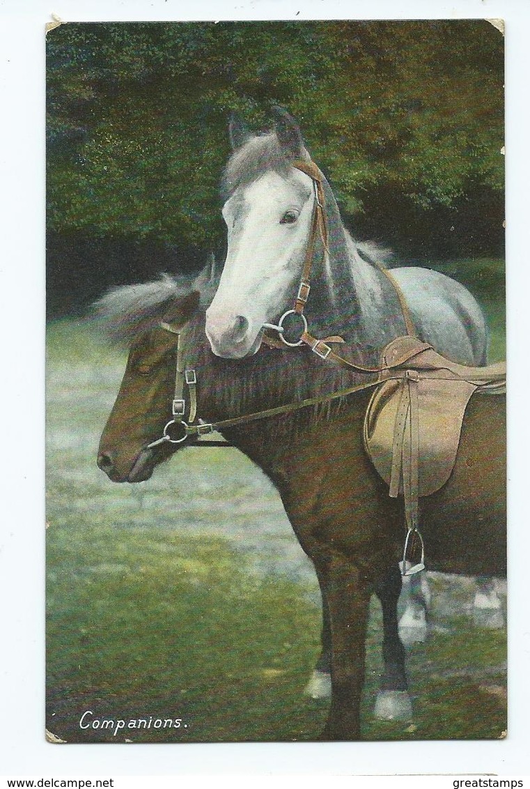 Horse And Pony Companions Used Posted 1908 Wildt And Kray No 1094 - Chevaux