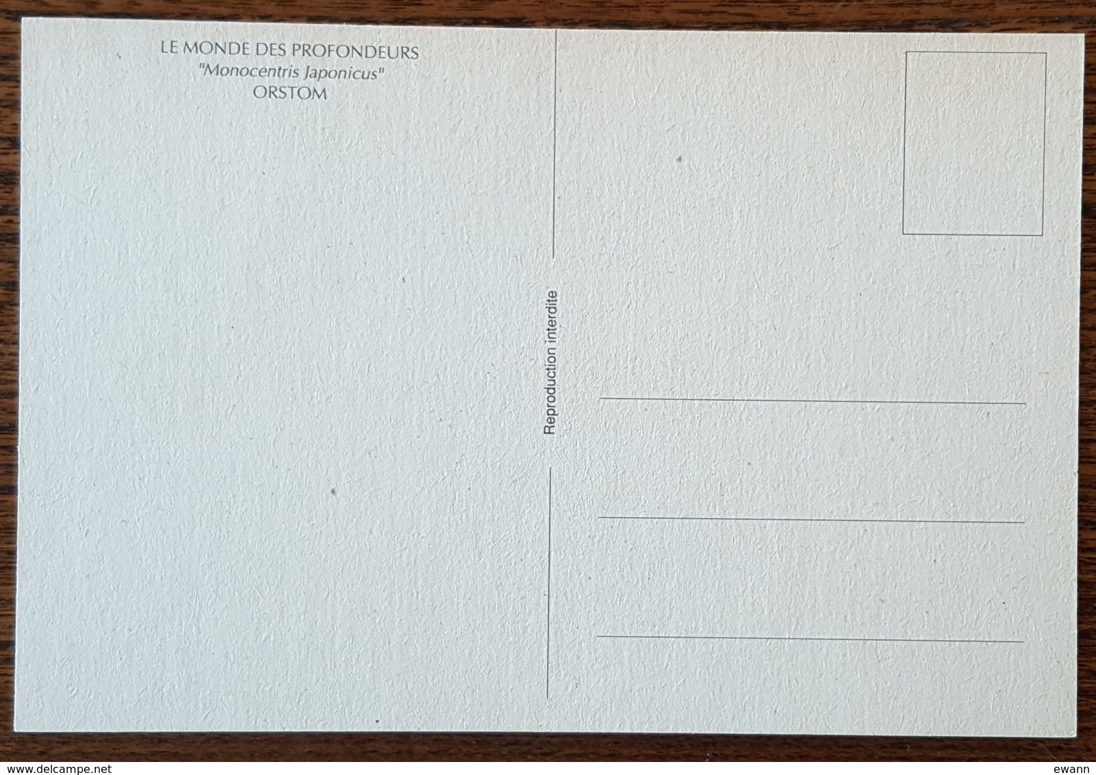 Nouvelle Calédonie - CM 1991 - YT N°617 - Le Monde Des Profondeurs / Faune - Maximum Cards