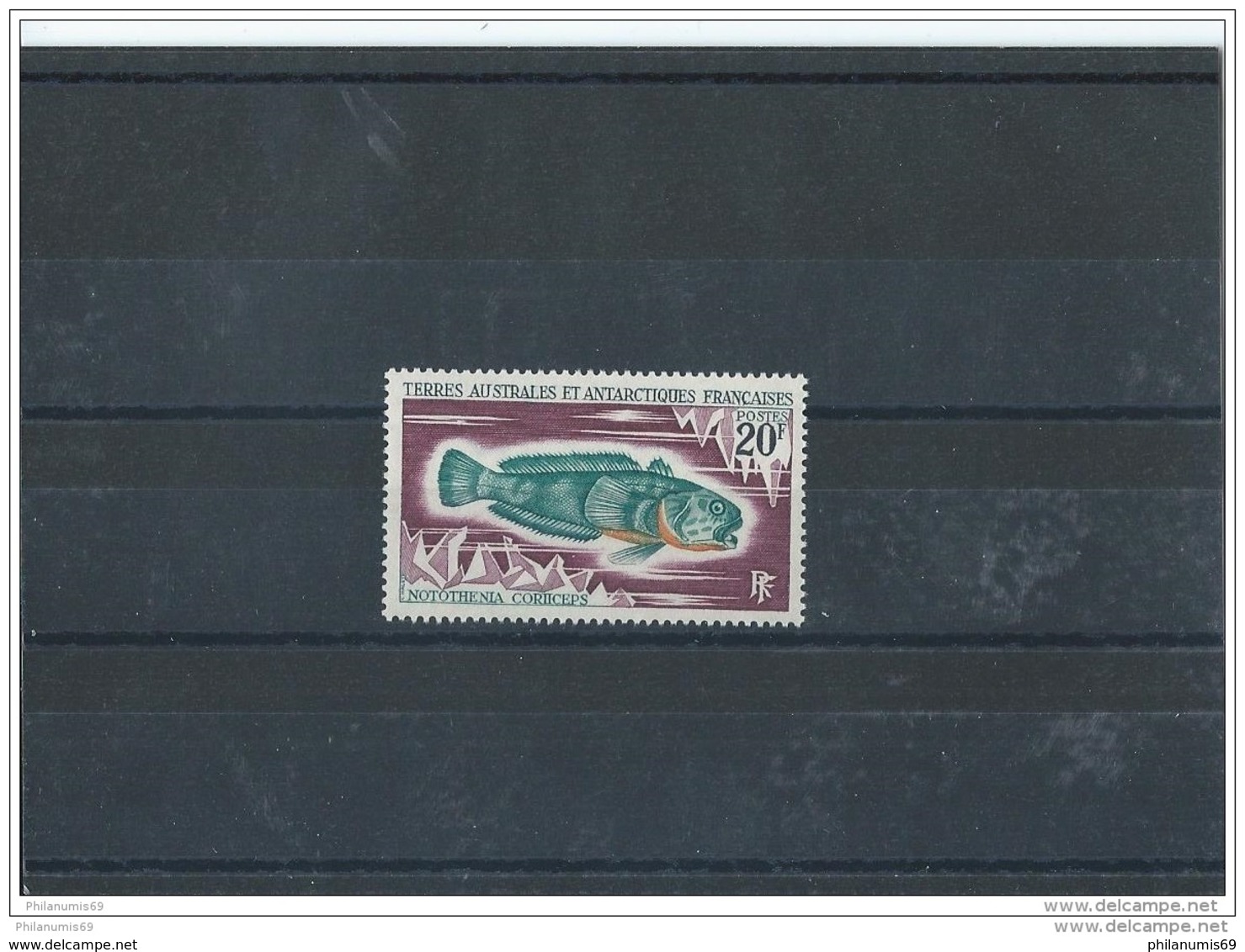 TAAF 1971 - YT N° 36 NEUF SANS CHARNIERE ** (MNH) GOMME D'ORIGINE LUXE - Neufs