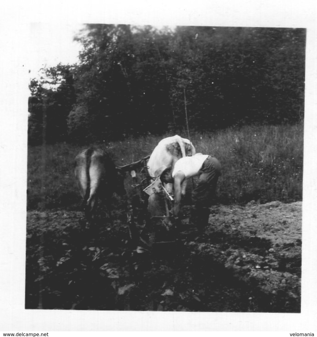 Lot De 10 Photos Scènes Agricoles, Peut être Situé En Creuse , Aucune Indication Au Dos Des Photos - Autres & Non Classés