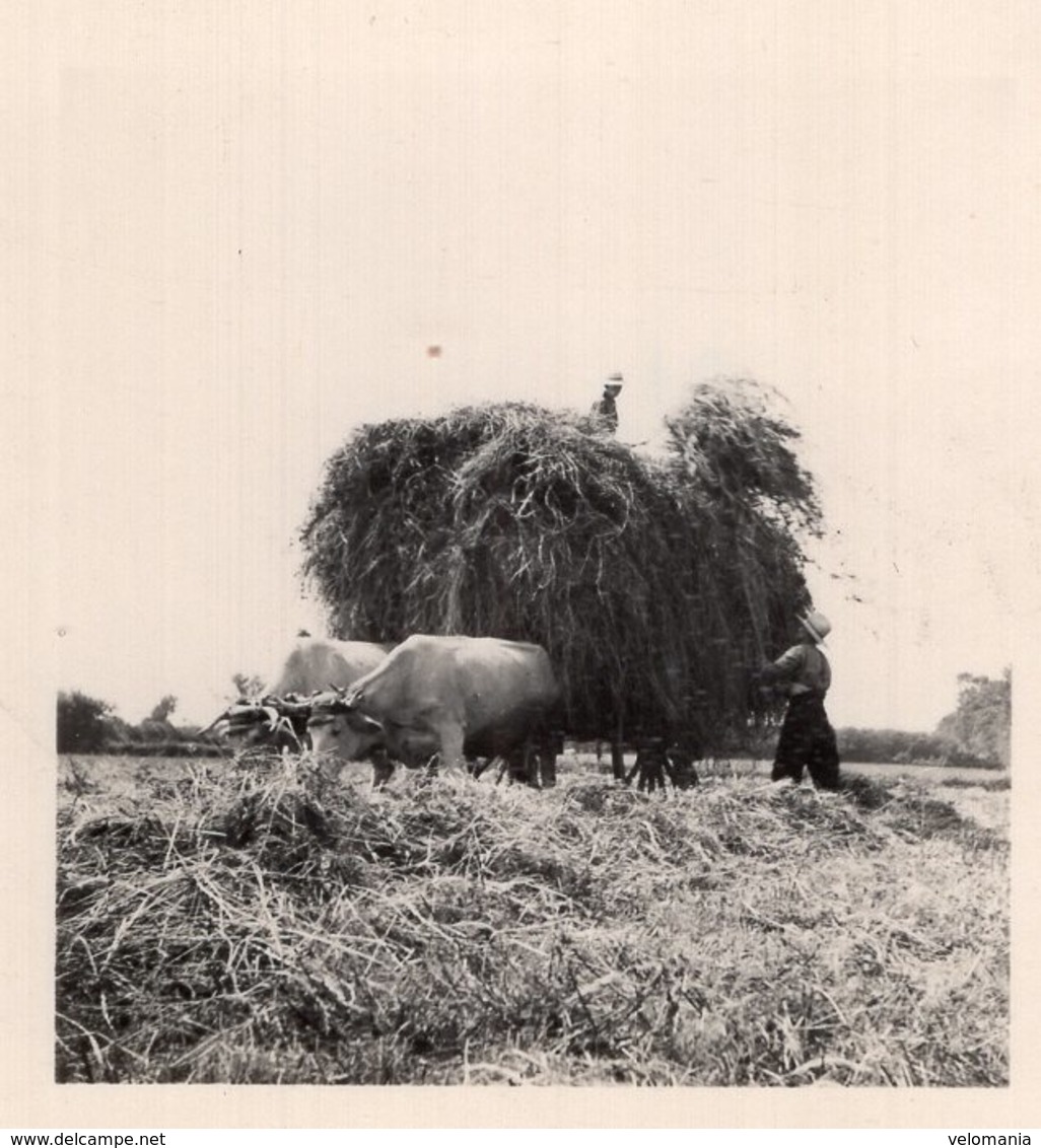 Lot de 10 Photos Scènes Agricoles, peut être situé en Creuse , aucune indication au dos des photos