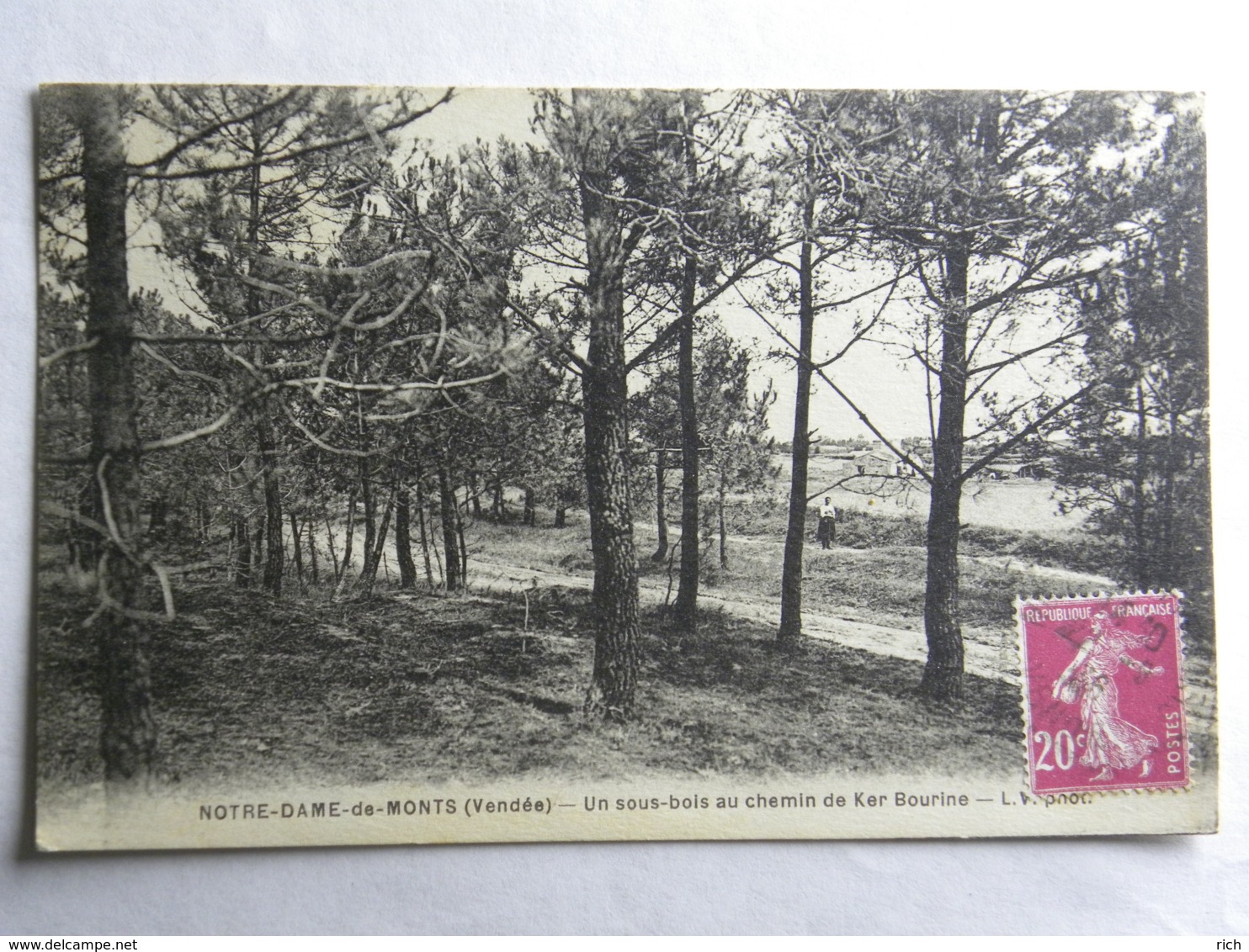 CP (85) Vendée - Notre Dame De Monts - Un Sous-bois Au Chemin De Ker Bourine - Autres & Non Classés