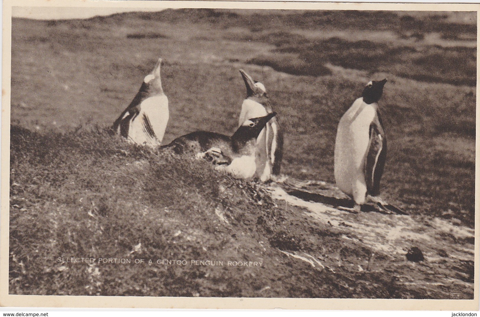 FALKLAND ISLANDS  ISLAS MALVINAS - Other & Unclassified