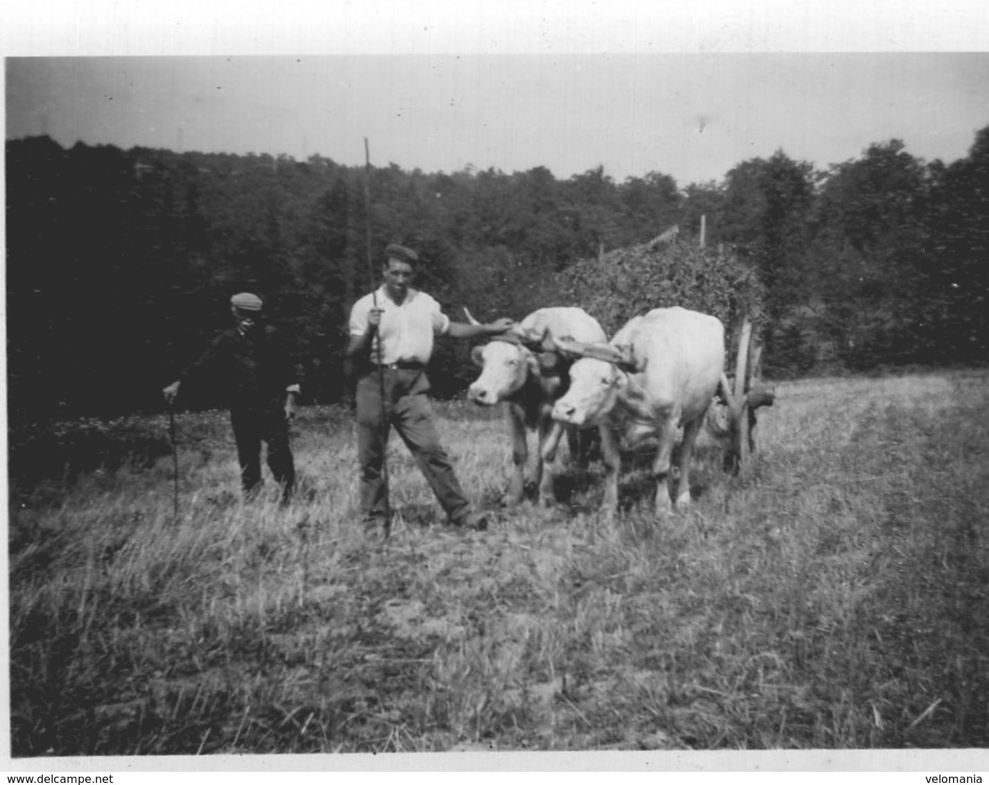 Lot De 5 Petites Photos Scènes Agricoles Lieu Non Identfié - Autres & Non Classés