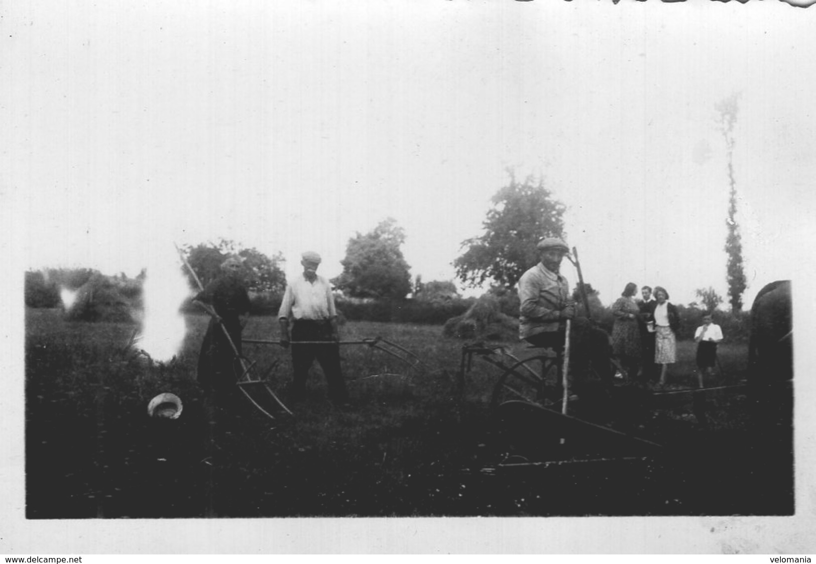 Lot De 5 Petites Photos Scènes Agricoles Lieu Non Identfié - Autres & Non Classés