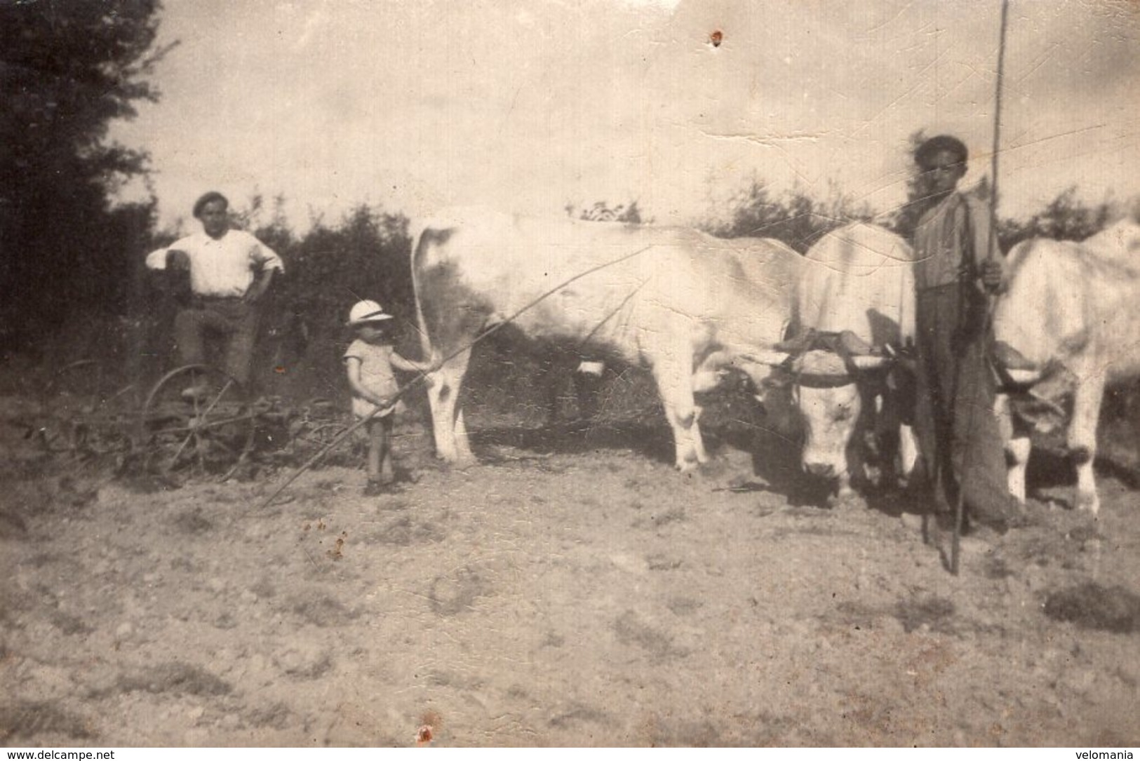 Lot De 5 Petites Photos Scènes Agricoles Lieu Non Identfié - Autres & Non Classés