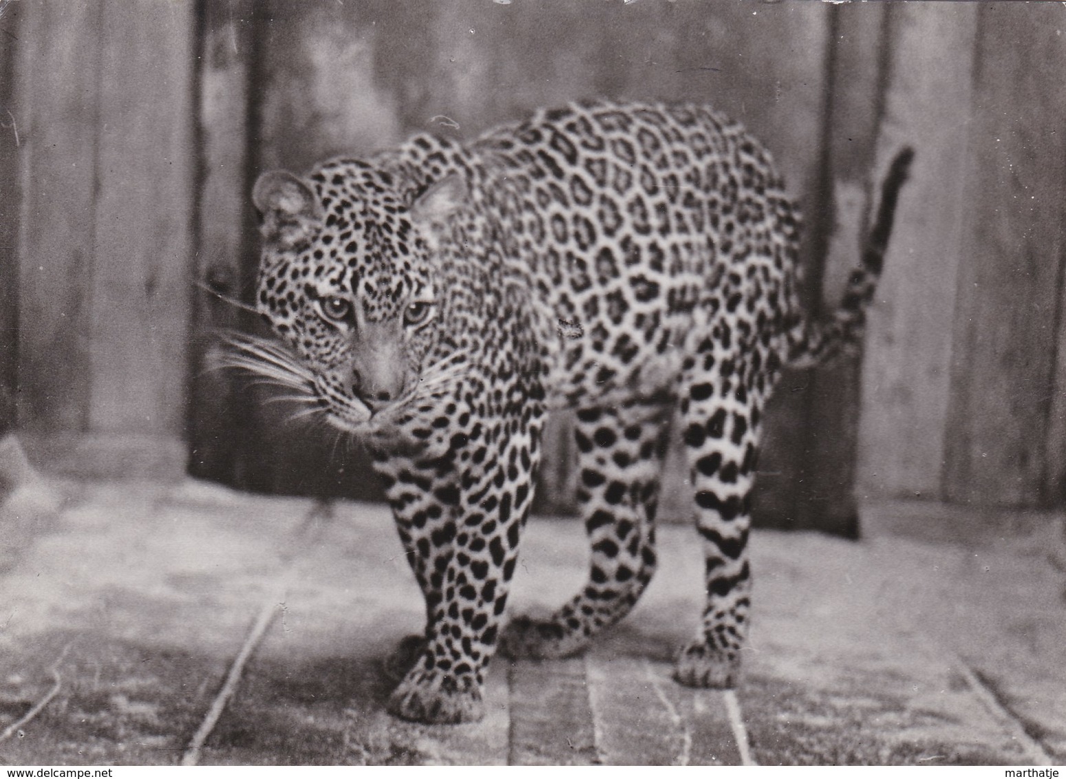 Antwerpen "ZOO" Anvers - Jagoear-Jaguar-(Felis Onca Linnaeus) - Antwerpen