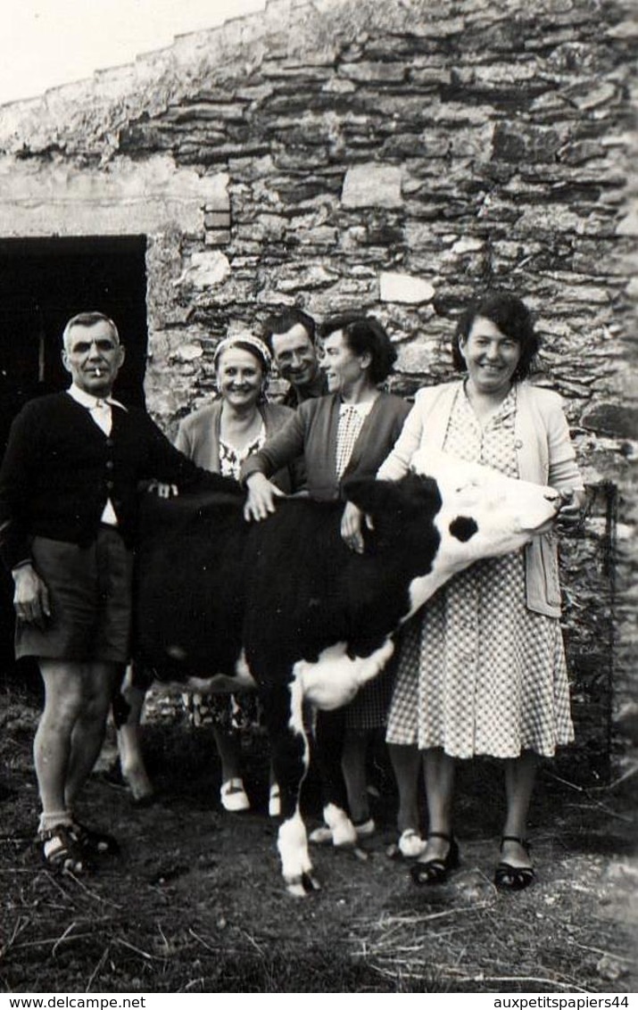 Amusante Photo Originale Portrait De Famille Posant Avec Son Veau Vers 1950/60 - Ferme & éleveurs  - Monde Paysan - Personnes Anonymes