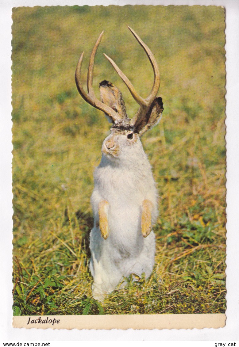 Western Jackalope, Unused Postcard [22478] - Humour