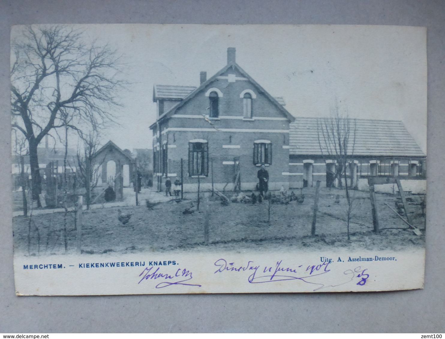 Merchtem - Kiekenkweekerij Knaeps - 1907 - Halle