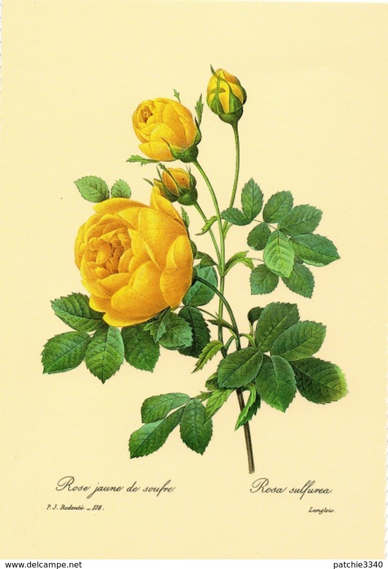 CPM FLEURS - ROSE JAUNE DE SOUFRE - Aquarelle De Pierre Joseph Redouté - Fleurs