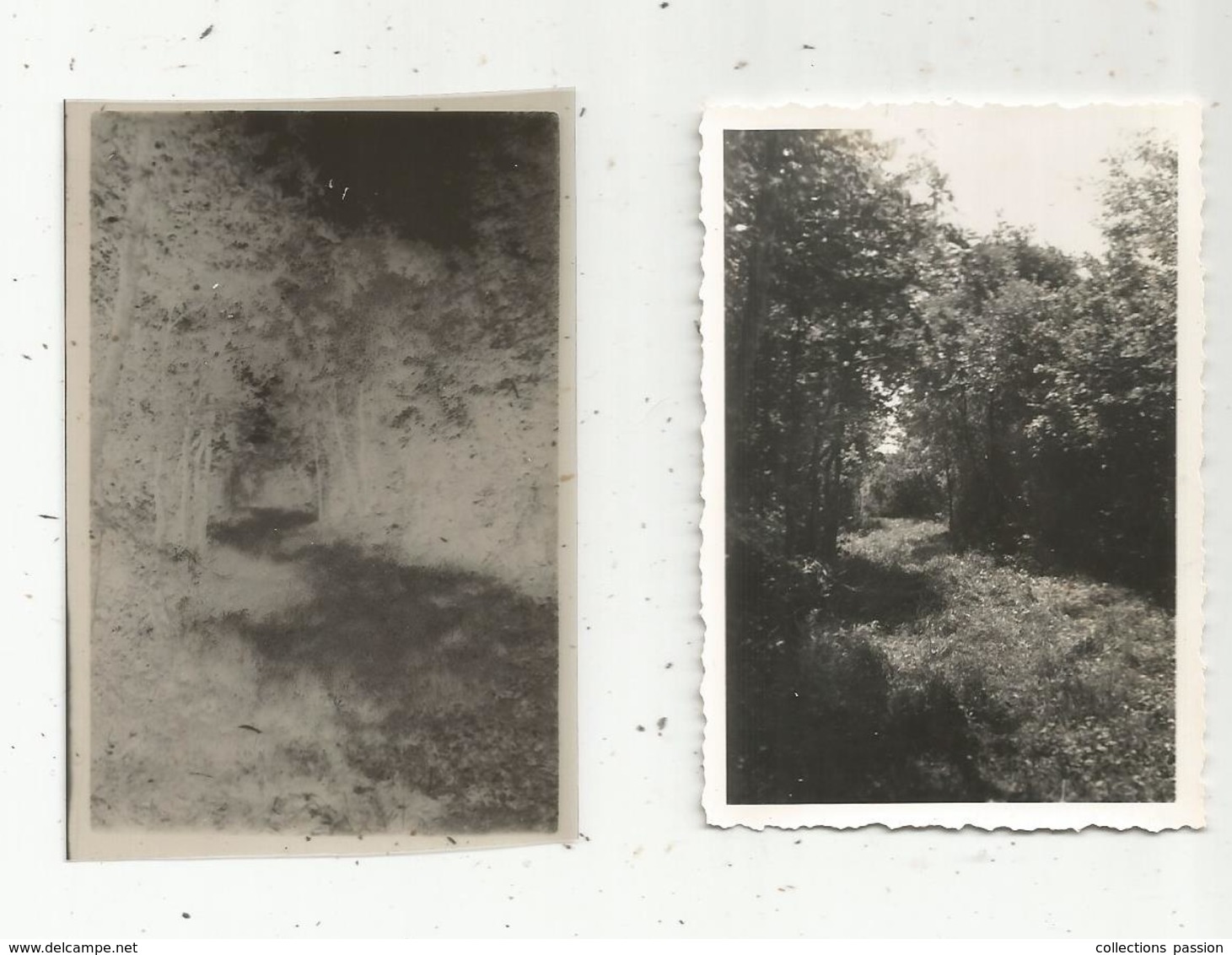 Photographie Et Son Négatif , 9 X 6 , NOUAILLE ,  Vienne , Bois De La Roche De Pron - Lieux