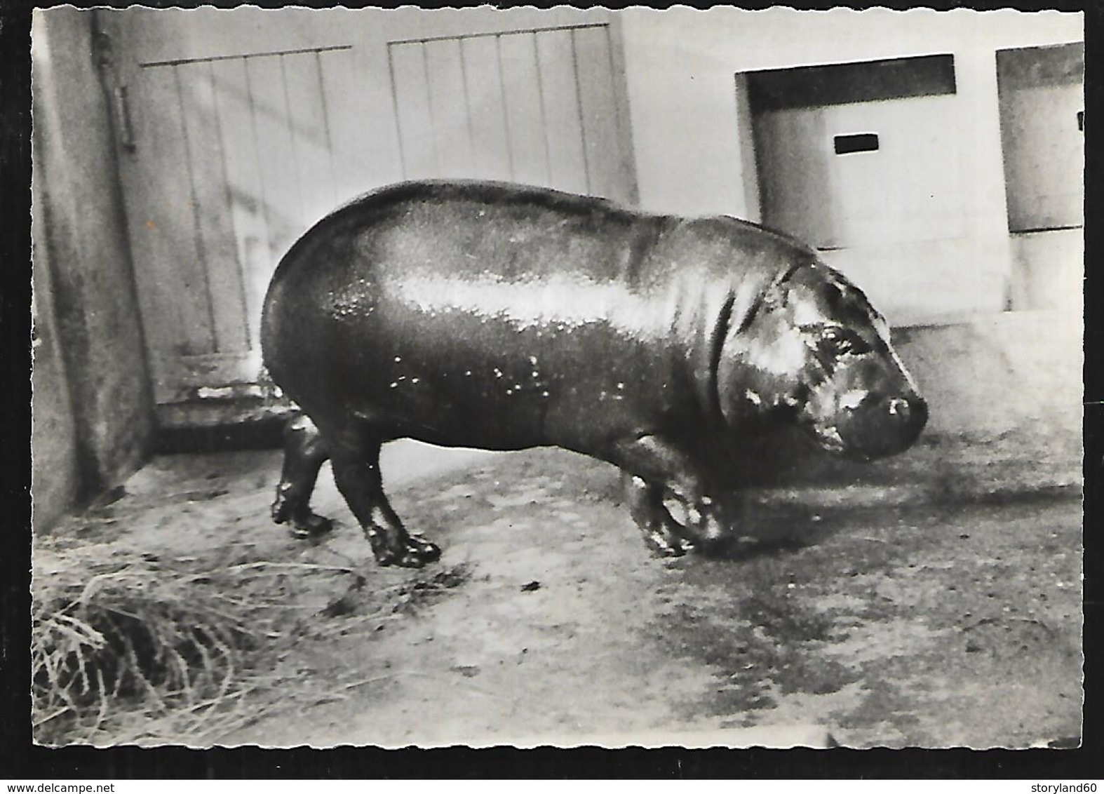 Cpsm St004305 Hippopotame Nain Du Libéria Carte Com Transfusine à Destination Des Médecins - Hippopotames