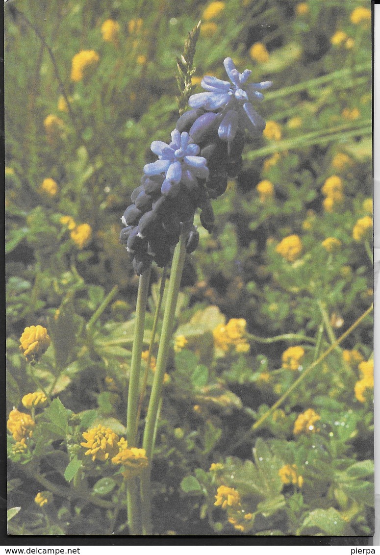 MUSCARI ( MUSCARI NEGLECTUM) - NUOVA - Blumen