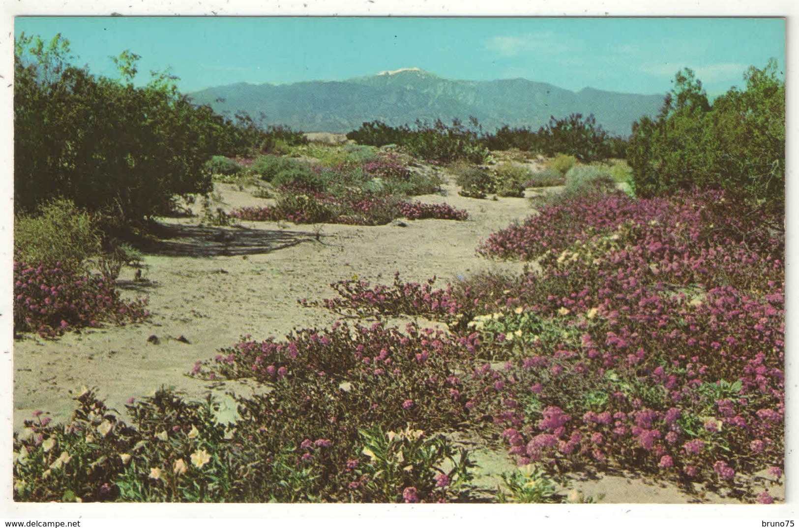 Springtime On The Desert, Nevada - Autres & Non Classés