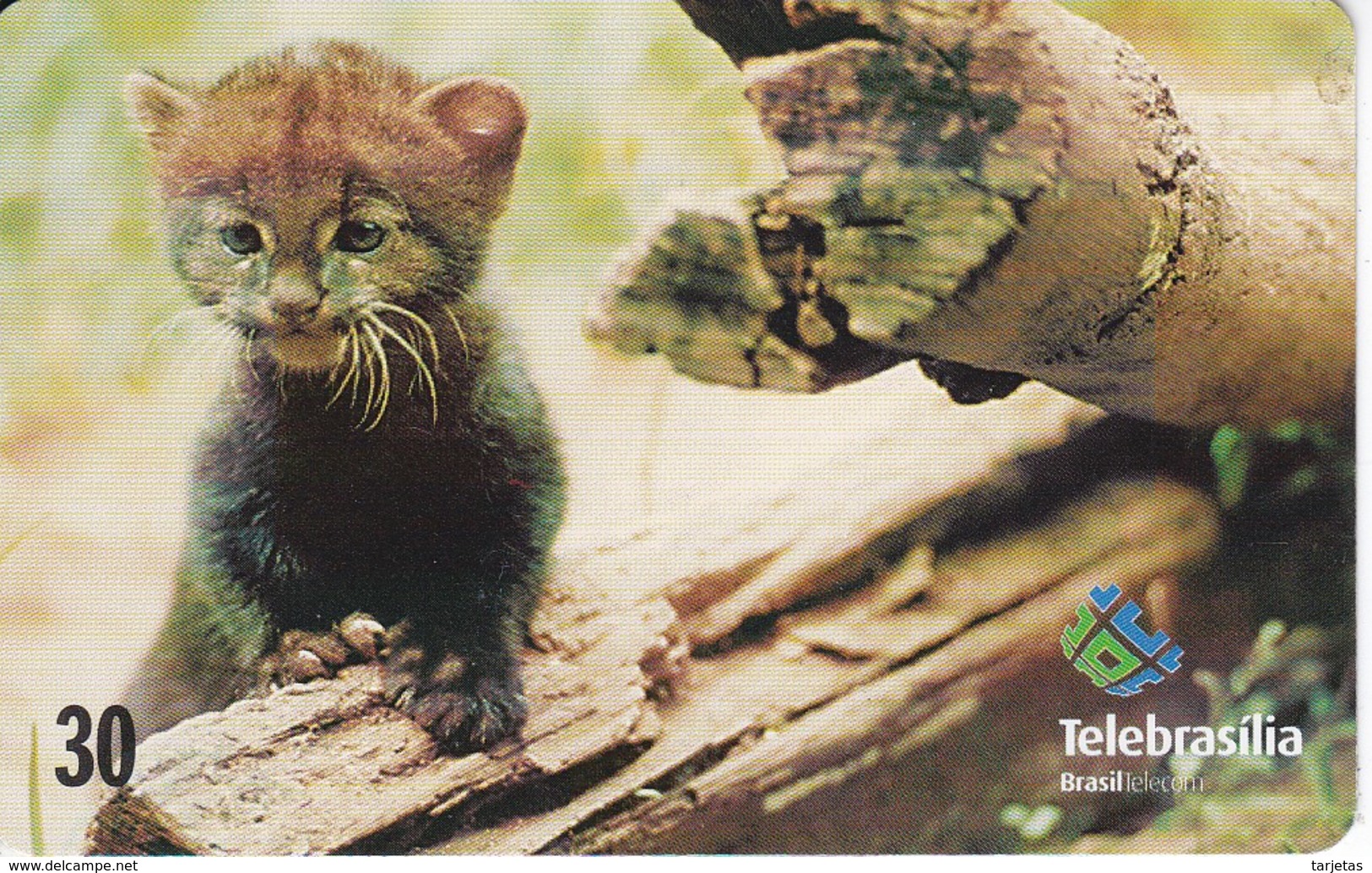 TARJETA DE BRASIL DE UN GATO-MOURISCO  (CAT-CHAT-GATO) JAGUARUNDI - Otros & Sin Clasificación