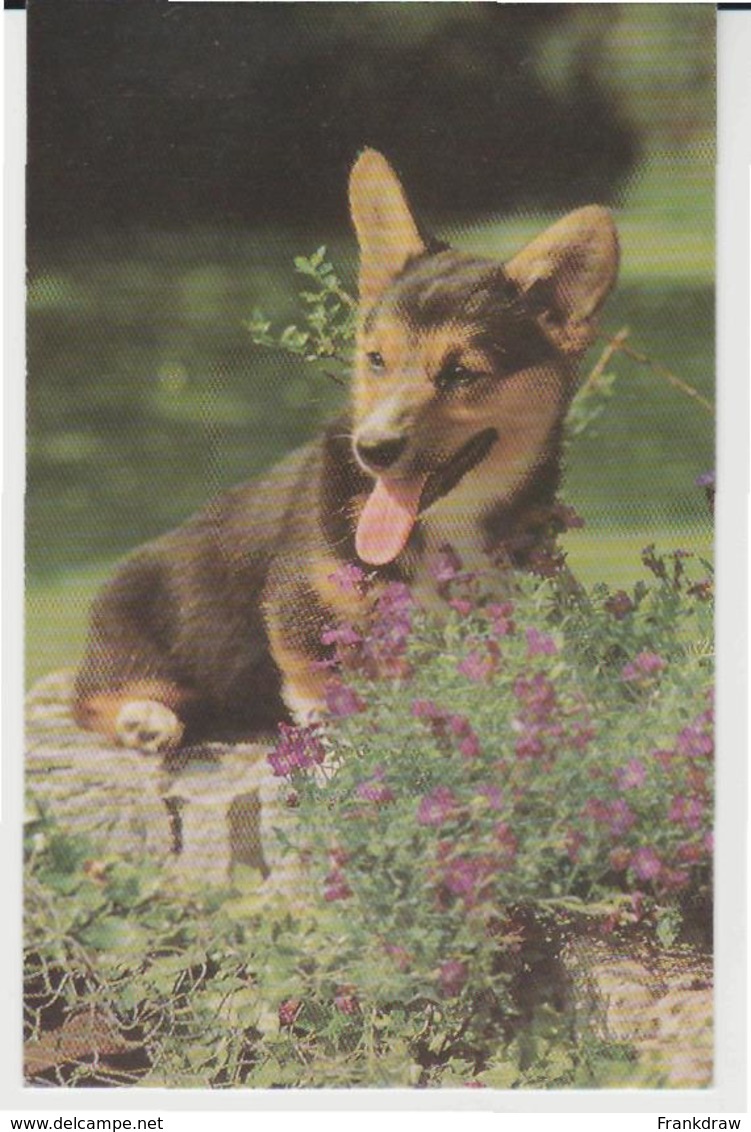 Postcard - Cardiganshire Corgi - Card No. 6166084 - Unused Very Good - Unclassified