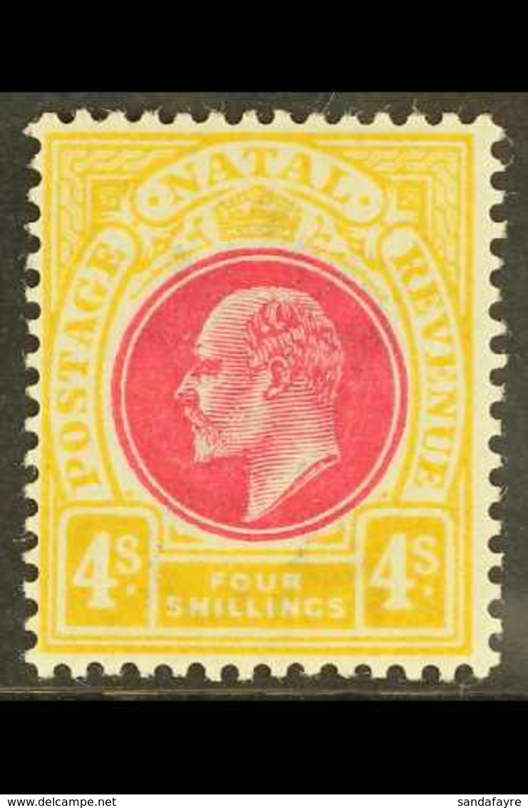 NATAL 1902 4s Deep Rose And Maize, SG 139, Very Fine Mint. For More Images, Please Visit Http://www.sandafayre.com/itemd - Unclassified