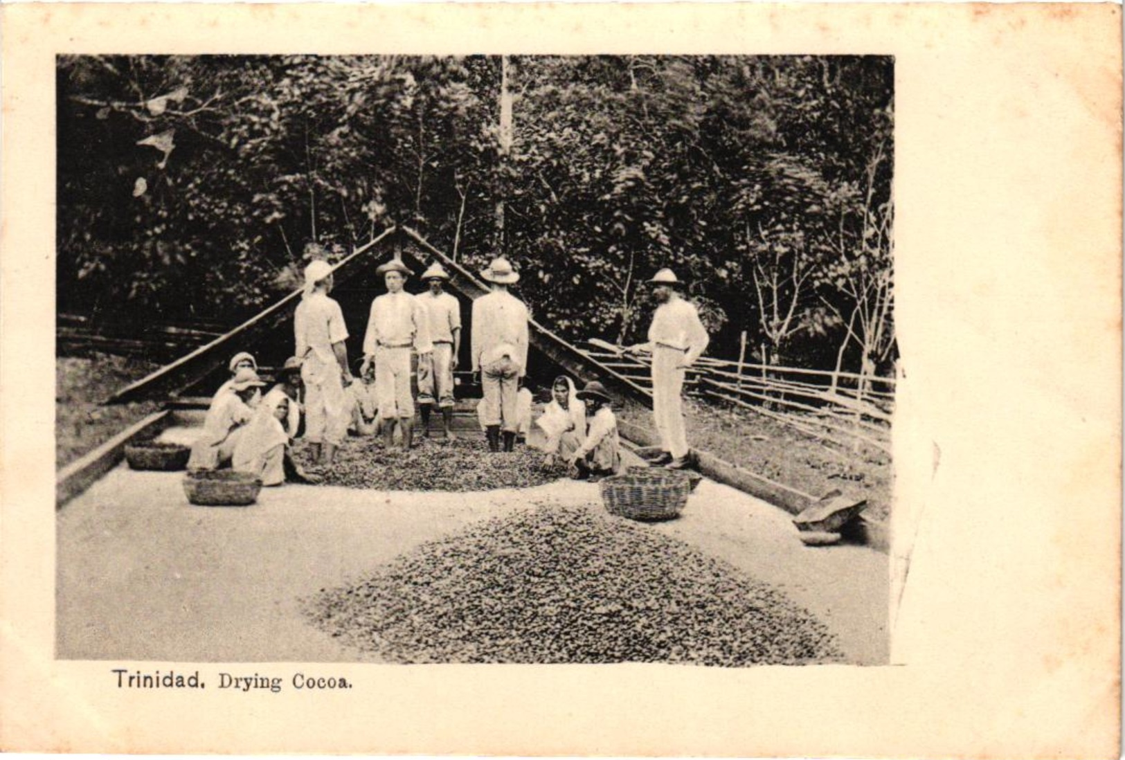 TRINIDAD DRYING COCOA ,BEAU PLAN ANIME   REF 58318 C - Trinidad