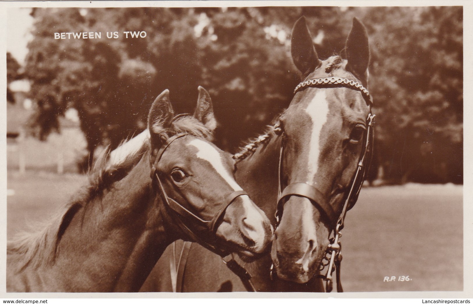 Postcard Horses Between Us Two Mare And Foal Close Up RP My Ref  B12655 - Horses