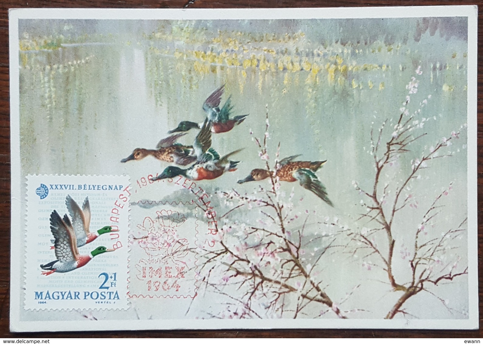 Hongrie - Carte Maximum / CM 1964 - Faune / Oiseaux / Canard - Tarjetas – Máximo