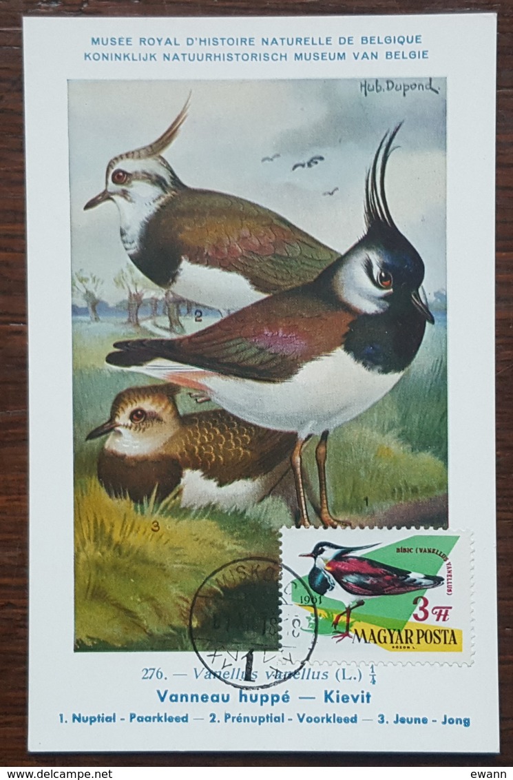 Hongrie - Carte Maximum / CM 1962 - Faune / Oiseaux / Vanneau Huppé - Tarjetas – Máximo