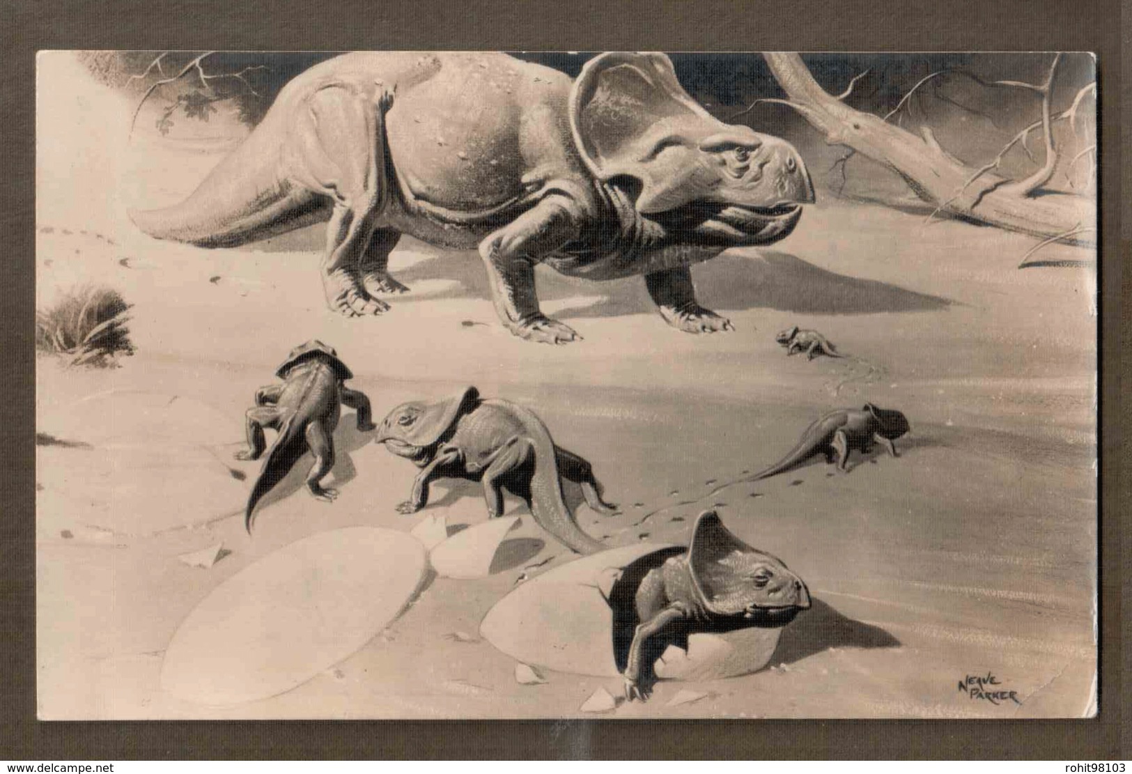 Postcard View Of Protoceratops, Plant Eating Dinosaurs Found In Gobi Desert Of Mongolia. Lot # SC 752 - Autres & Non Classés