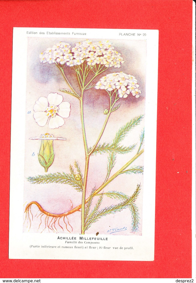 Plante Cpa Achillée Milleufeuille     Edit Fumouze Planche N 29 - Plantes Médicinales