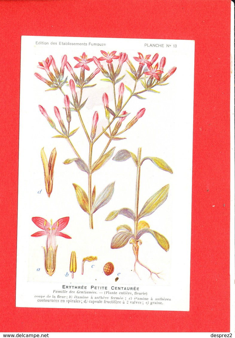 Plante Cpa Erythrée Petite Centaurée     Edit Fumouze Planche N 13 - Medicinal Plants