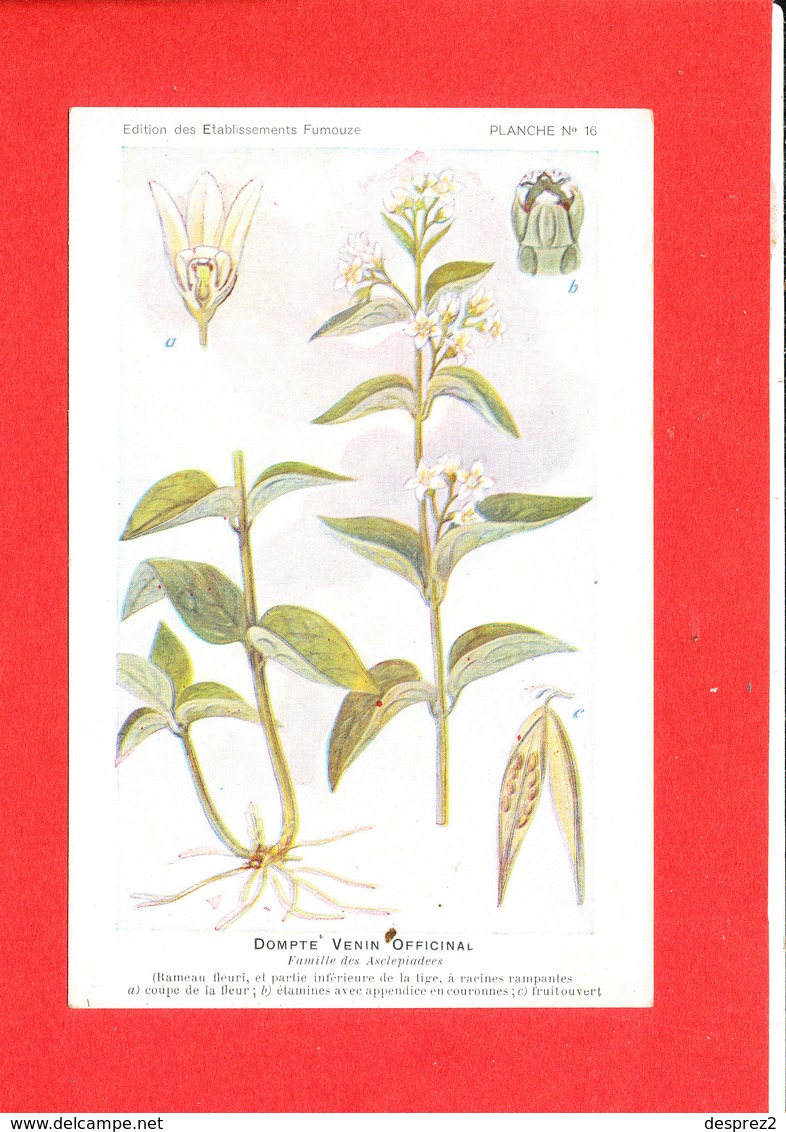 Plante Cpa Dompte Venin Officinal Planche N 16 - Medicinal Plants