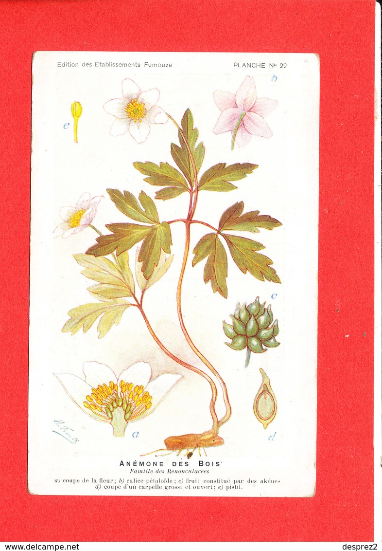 Plante Cpa Anémone Des Bois Edit Fumouze Planche 22 - Medicinal Plants