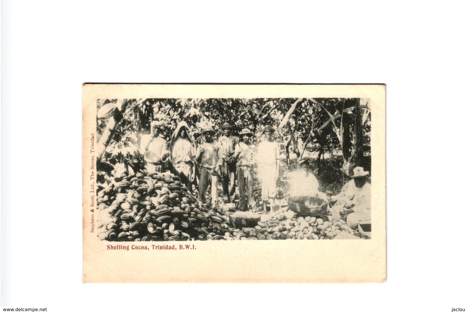 SHELLING COCOA TRINIDAD ,B.W.I,JOLI PLAN ANIME ! REF 58324 C - Trinidad