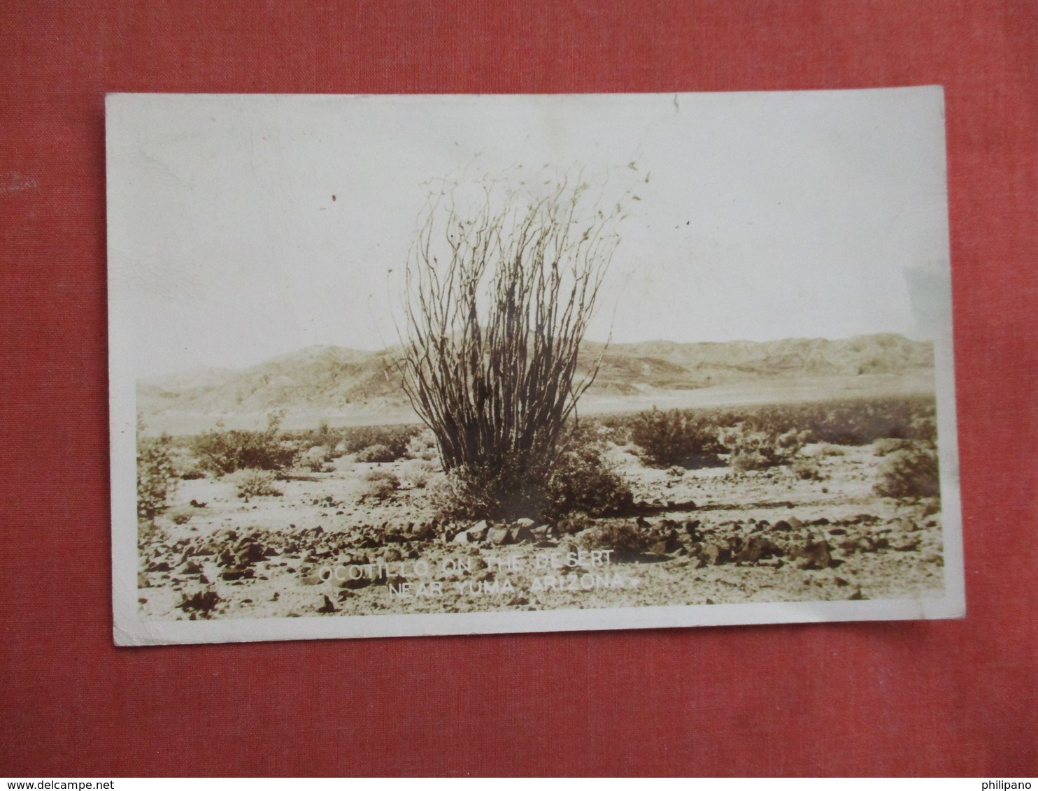 RPPC   Ocotillo On The Desert  Near Yuma Az  -ref 3103 - Cactusses